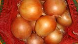 Yellow Onion