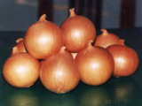 Onion