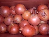Fresh Onion