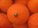  Red   Pumpkin 
