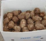 Taro (NO4)