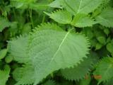  Perilla   Leaf 