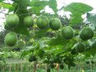Plant Extract
