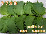  Perilla   Leaf 