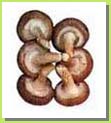 Shiitake Mushroom Extracts