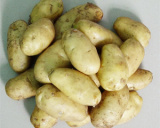 Potato