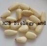 Pine Nut Kernels001