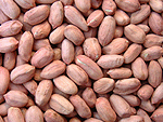Groundnut Kernels (Long Type)