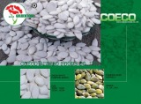 Snow White Pumpkin Seeds