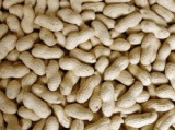 Peanuts in Shell (7/9, 9/11, 11/13)