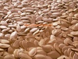Pumpkin Seeds New Crop 2008