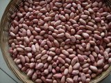 Peanut Kernel 24/28