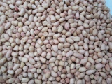 Peanut Kernel 40/50