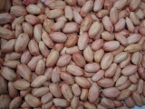 Peanut Kernel 28/32