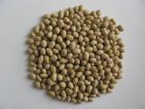 Roasted Yellow Soybeans