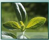  Stevia   Products 