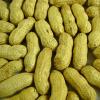 Peanuts in Shell (Four Red Skin)