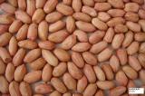 Peanut Kernels (Long)