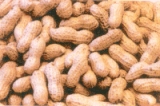  Peanut  in  Shell ( 9 / 11 ,  11 / 13 ,  13 /15)