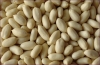 Blanched Groundnut Kernels (20081120)