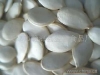Snow White Pumpkin Seeds