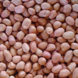 Peanut Kernel