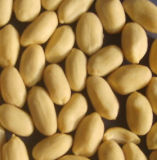 Blanched Peanut Kernel