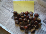 Fresh Chestnut (80
