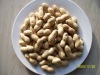 Roasted Peanut in Shell