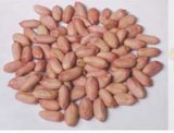 Peanuts Kernels  Virginia  Type