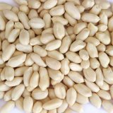 Blanched Peanut Kernel