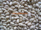 Blanched Peanut Kernels