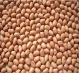 Peanuts Kernels (round)