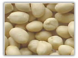 Blanched  Peanut  Kernels (Spanish Type/ Hsuji  Type)