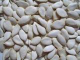 Pumpkin Seed