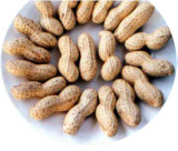 Poasted Peanut in Shell