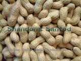 Roasted Salted Peanut Inshell