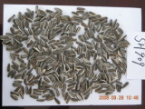 Sunflower Seeds (909)