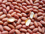 Peanut Kernel