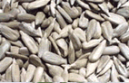  Hulled   Sunflower   Kernels 