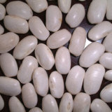 White Kidney Beans
