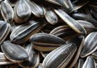 Sunflower Seeds