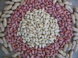 Peanut Kernel
