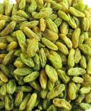  Turpan   Raisin 