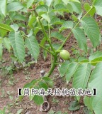 Walnut Seedlings