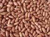 Peanut Kernels 2