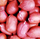 Peanut Kernels Silitype