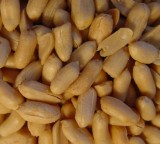 Roasted Blanched Peanut