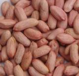 Peanut Kernels