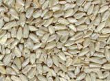 Sunflower Seed Kernels